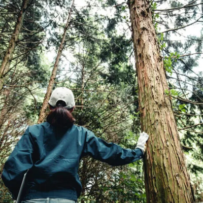 Recently Planted Tree Problems: Why New Trees Struggle and How to Help Them Recover