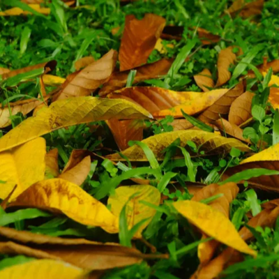 Sudden Leaf Drop: Why Healthy Trees Sometimes Shed Early