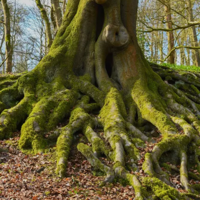 Soil Compaction and Tree Stress: Why Healthy Roots Start Underground