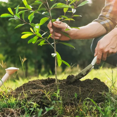 Recently Planted Tree Problems: Why New Trees Struggle and How to Help Them Recover