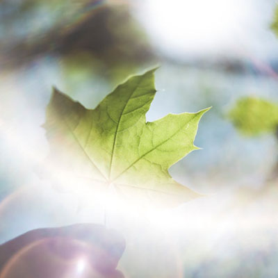 Branch Dieback: Why Trees Lose Growth from the Outside In