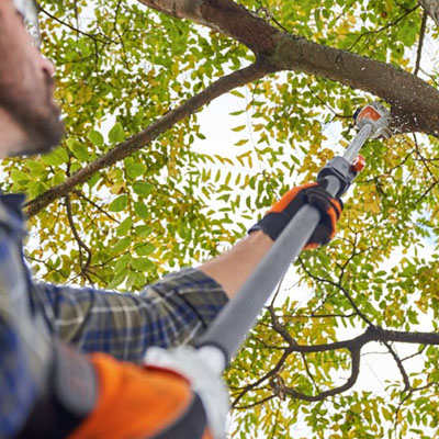 Branch Dieback: Why Trees Lose Growth from the Outside In