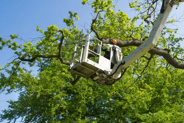 Dense Canopies and Poor Airflow: A Hidden Cause of Fungal Issues