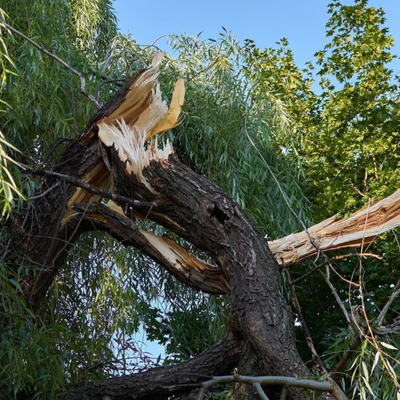 Tree Leaning After a Storm: When Should You Be Concerned?