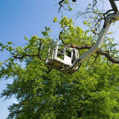 Dense Canopies and Poor Airflow: A Hidden Cause of Fungal Issues