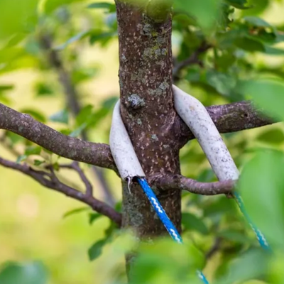 Tree Leaning After a Storm: When Should You Be Concerned?