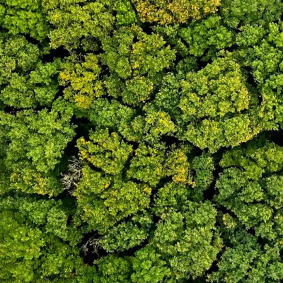 Dense Canopies and Poor Airflow: A Hidden Cause of Fungal Issues