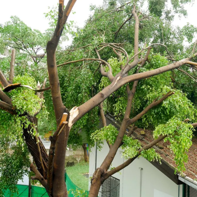 Tree Leaning After a Storm: When Should You Be Concerned?