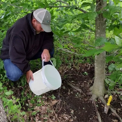 Dense Canopies and Poor Airflow: A Hidden Cause of Fungal Issues