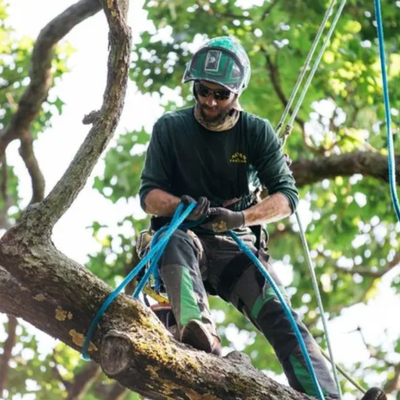 Tree Leaning After a Storm: When Should You Be Concerned?