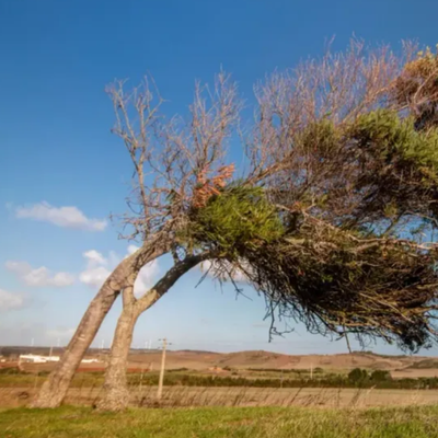Tree Leaning After a Storm: When Should You Be Concerned?