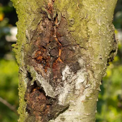 Dense Canopies and Poor Airflow: A Hidden Cause of Fungal Issues