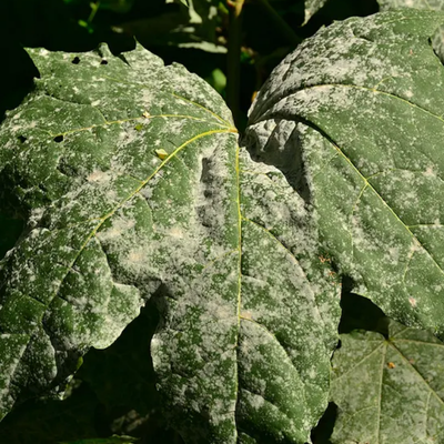 Dense Canopies and Poor Airflow: A Hidden Cause of Fungal Issues