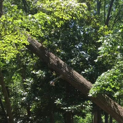 Tree Leaning After a Storm: When Should You Be Concerned?