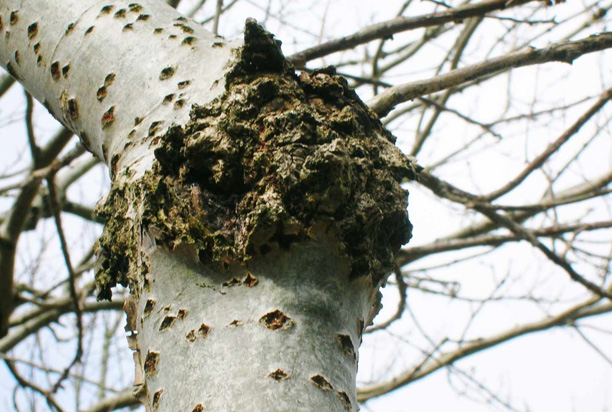 Fungal Cankers: Why Wounds Become Entry Points for Disease