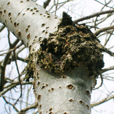 Fungal Cankers: Why Wounds Become Entry Points for Disease