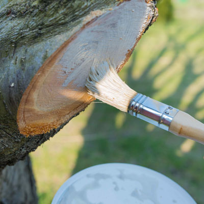 Fungal Cankers: Why Wounds Become Entry Points for Disease