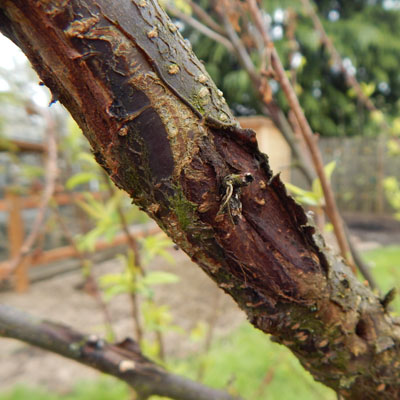 Fungal Cankers: Why Wounds Become Entry Points for Disease