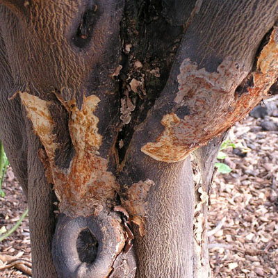 Fungal Cankers: Why Wounds Become Entry Points for Disease