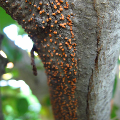 Fungal Cankers: Why Wounds Become Entry Points for Disease