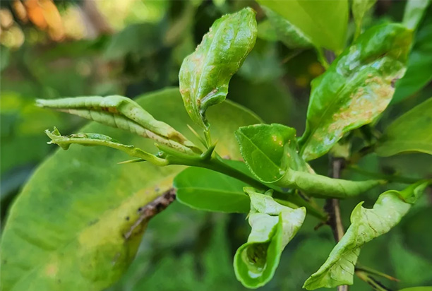 Leaf Curling: What It Says About Your Tree’s Health