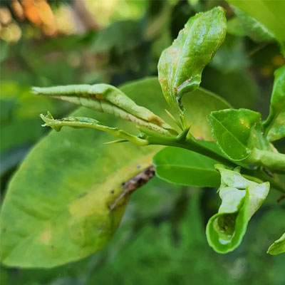 Leaf Curling: What It Says About Your Tree’s Health