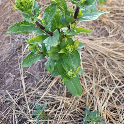 Leaf Curling: What It Says About Your Tree’s Health