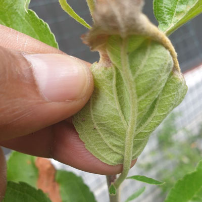 Leaf Curling: What It Says About Your Tree’s Health