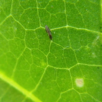 Leaf Curling: What It Says About Your Tree’s Health