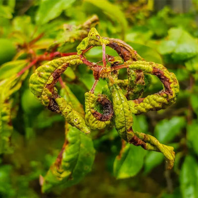 Leaf Curling: What It Says About Your Tree’s Health