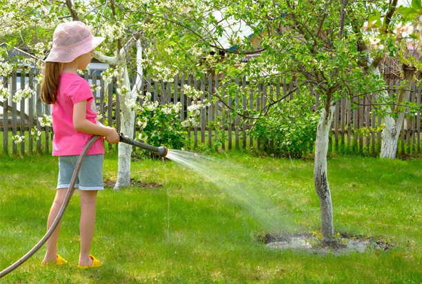 Heatwaves and Trees: Why Damage Often Appears Weeks Later