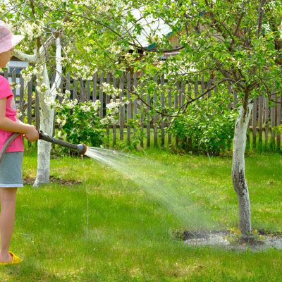 Heatwaves and Trees: Why Damage Often Appears Weeks Later