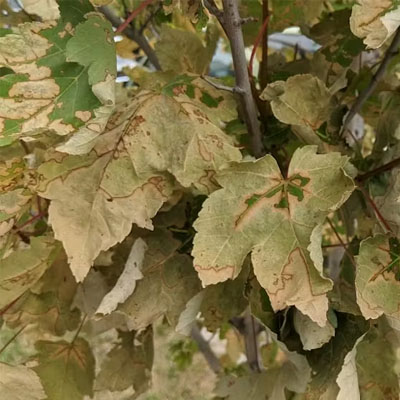 Heatwaves and Trees: Why Damage Often Appears Weeks Later