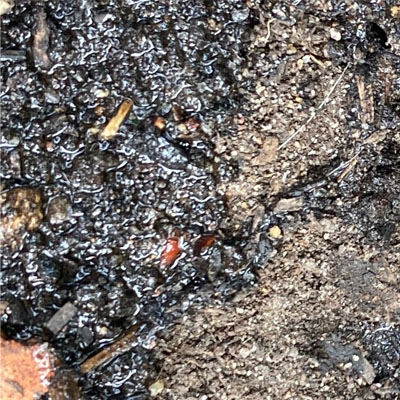 Heatwaves and Trees: Why Damage Often Appears Weeks Later