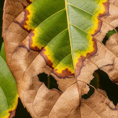 Heatwaves and Trees: Why Damage Often Appears Weeks Later