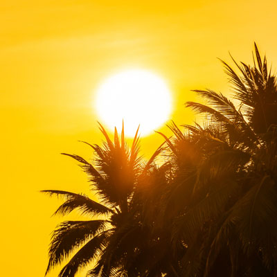 Heatwaves and Trees: Why Damage Often Appears Weeks Later