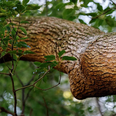 How wind load causes failure in long, overextended tree limbs
