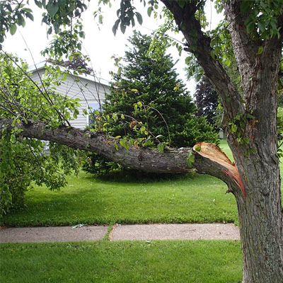 Overextended Branches: Why Heavy Limbs Fail Under Wind Load