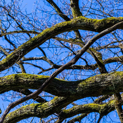 Heavy tree limbs failing due to wind load and leverage