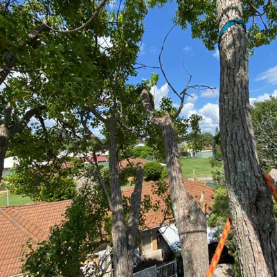 Understanding wind load effects on overextended tree branches