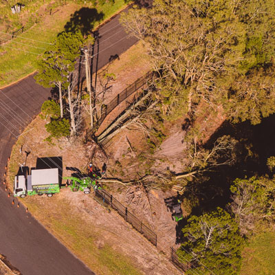Why overextended tree branches are more likely to fail in wind