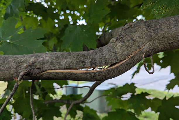 Overextended Branches: Why Heavy Limbs Fail Under Wind Load
