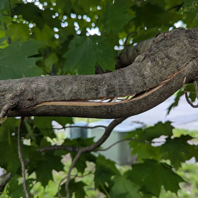 Structural reasons overextended branches fail during strong winds