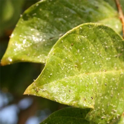 Underside of leaves coated in insect honeydew