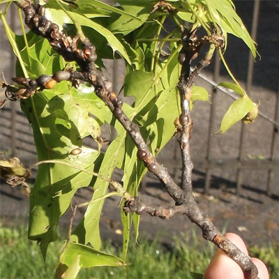Difference between tree sap leak and insect honeydew
