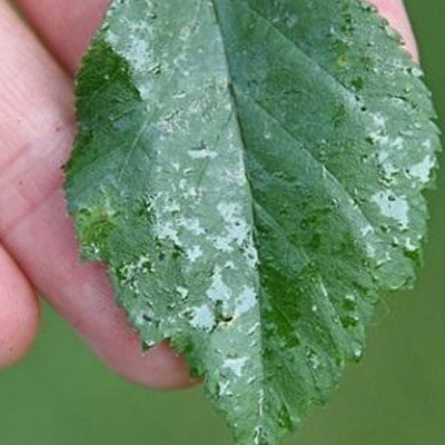 Shiny sticky leaves caused by honeydew from insects