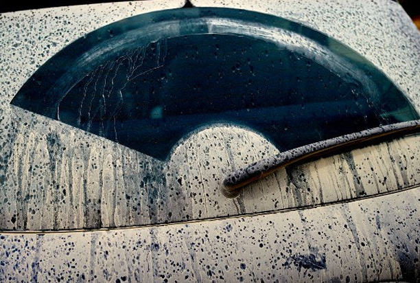 Sticky Leaves or Cars Covered in Sap: What’s Really Causing It?