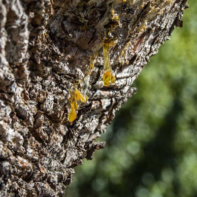 Healthy tree with sticky residue appearing underneath