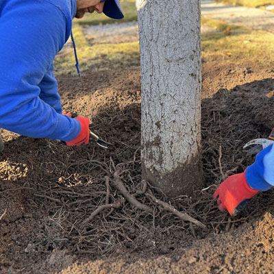 Arborist performing careful root management