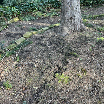 Managing Roots Without Harming the Tree